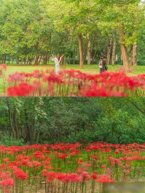 京海配资 【乐游烟台】最新实探！烟台彼岸花正怒放，美爆了！