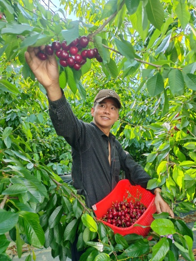华泰配资 匠心育果&#32;情洒高原——全国劳动模范格桑群培的现代农业情怀与实践